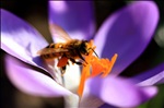 Honey Bee on Crocus 1